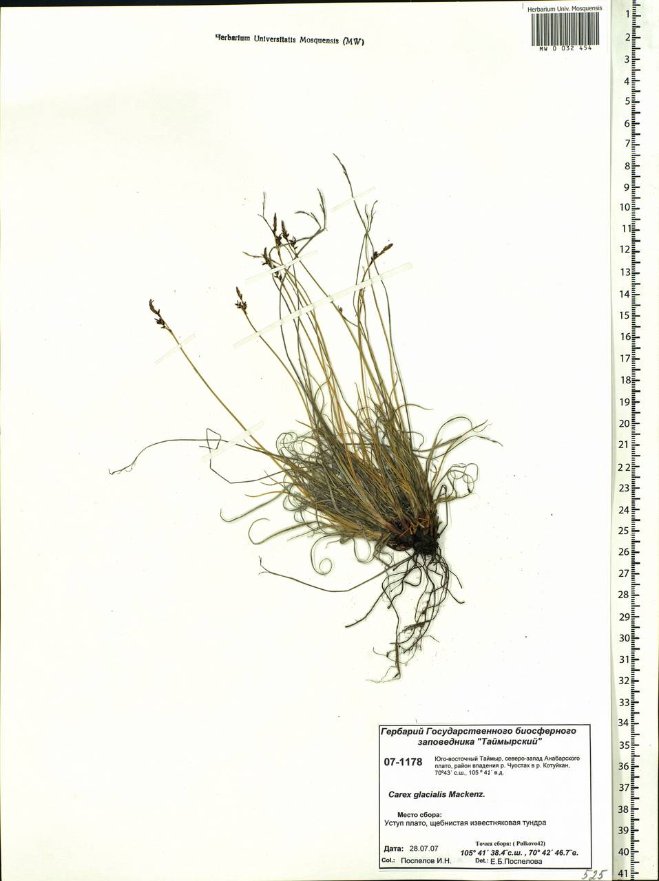 Carex glacialis Mack., Siberia, Central Siberia (S3) (Russia)