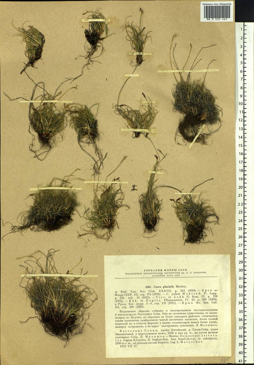 Carex glacialis Mack., Siberia, Baikal & Transbaikal region (S4) (Russia)