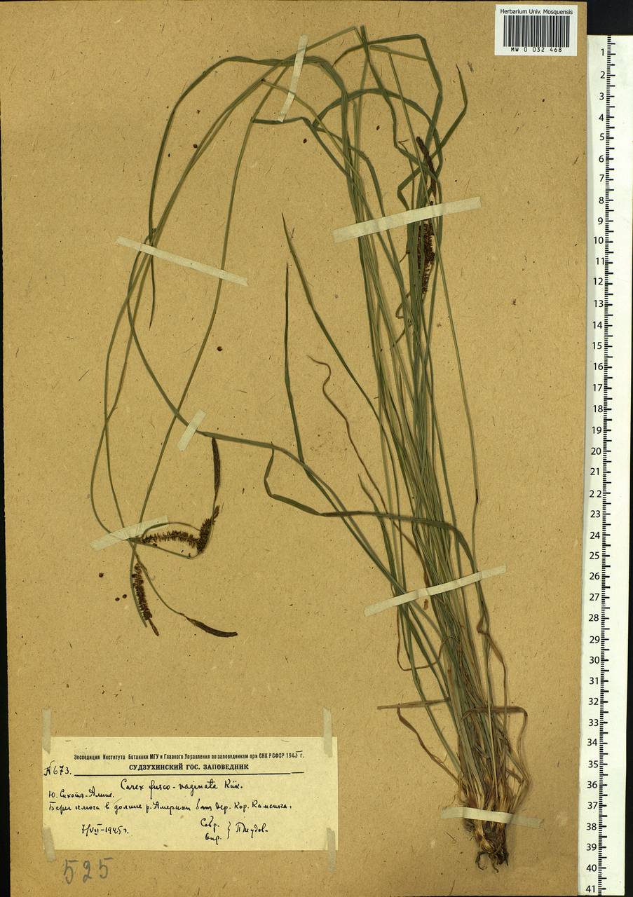 Carex acuta L., Siberia, Russian Far East (S6) (Russia)