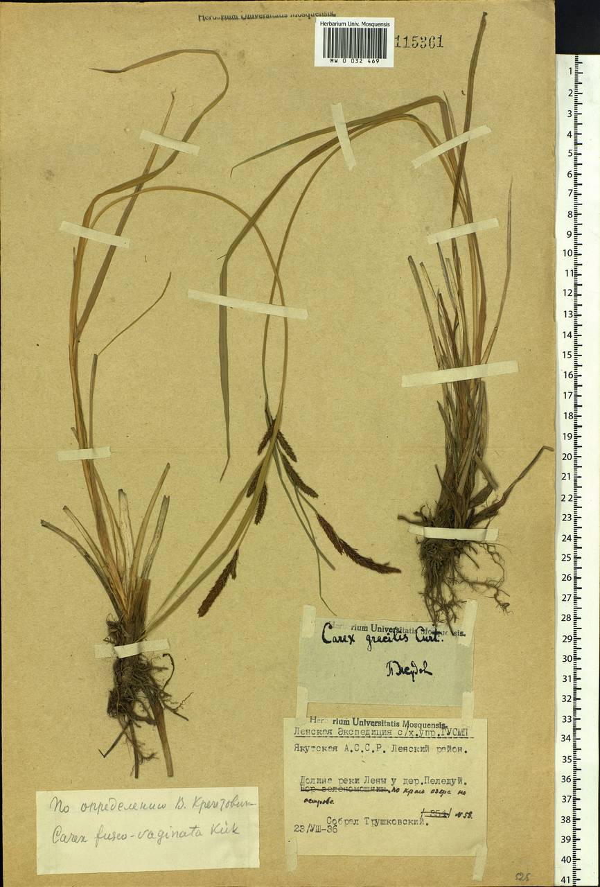 Carex acuta L., Siberia, Yakutia (S5) (Russia)