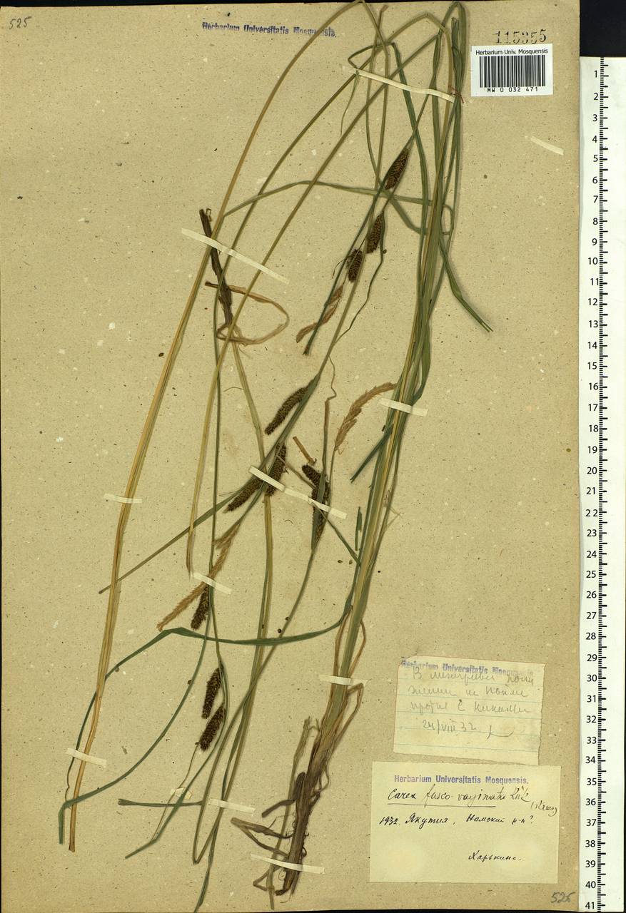 Carex acuta L., Siberia, Yakutia (S5) (Russia)