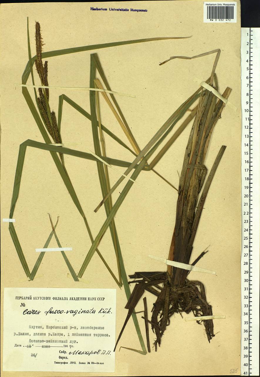 Carex acuta L., Siberia, Yakutia (S5) (Russia)
