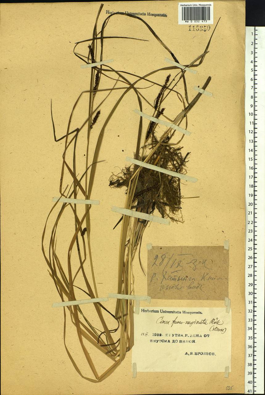 Carex acuta L., Siberia, Yakutia (S5) (Russia)