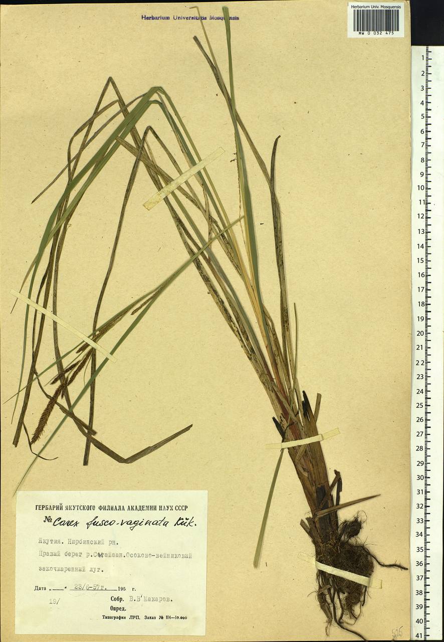 Carex acuta L., Siberia, Yakutia (S5) (Russia)