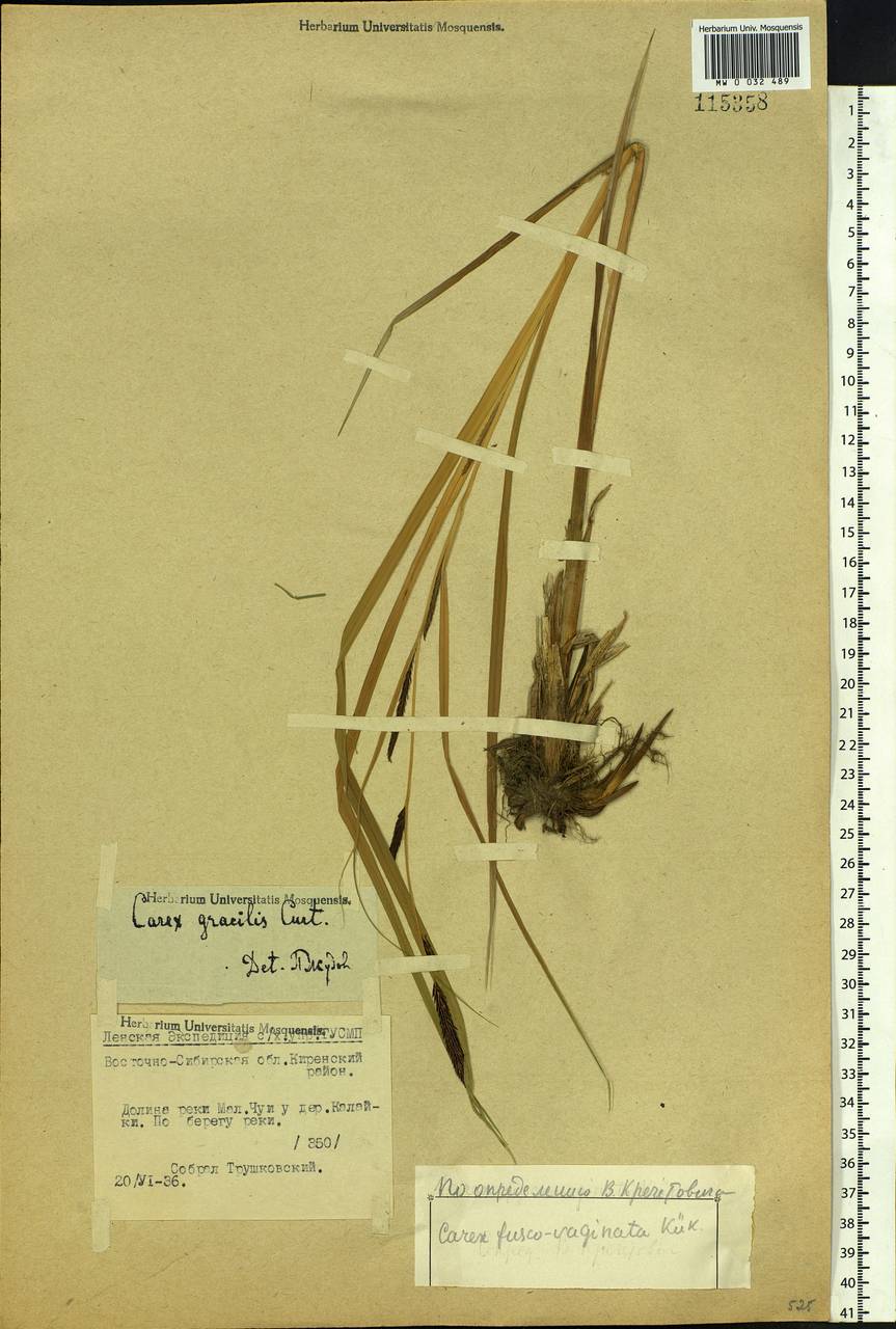 Carex acuta L., Siberia, Baikal & Transbaikal region (S4) (Russia)