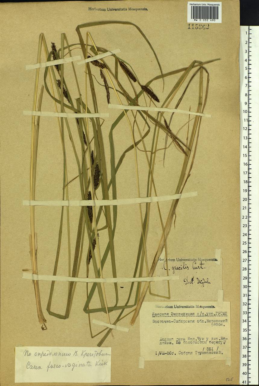 Carex acuta L., Siberia, Baikal & Transbaikal region (S4) (Russia)