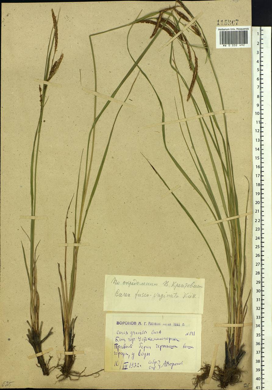 Carex acuta L., Siberia, Western (Kazakhstan) Altai Mountains (S2a) (Kazakhstan)