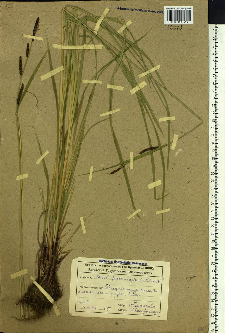 Carex acuta L., Siberia, Altai & Sayany Mountains (S2) (Russia)