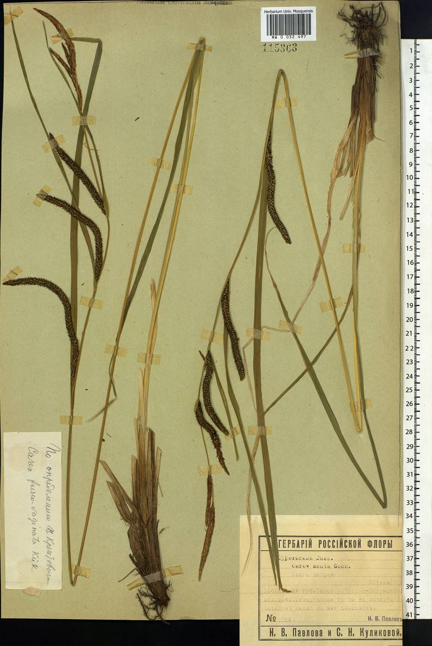 Carex acuta L., Siberia, Western Siberia (S1) (Russia)