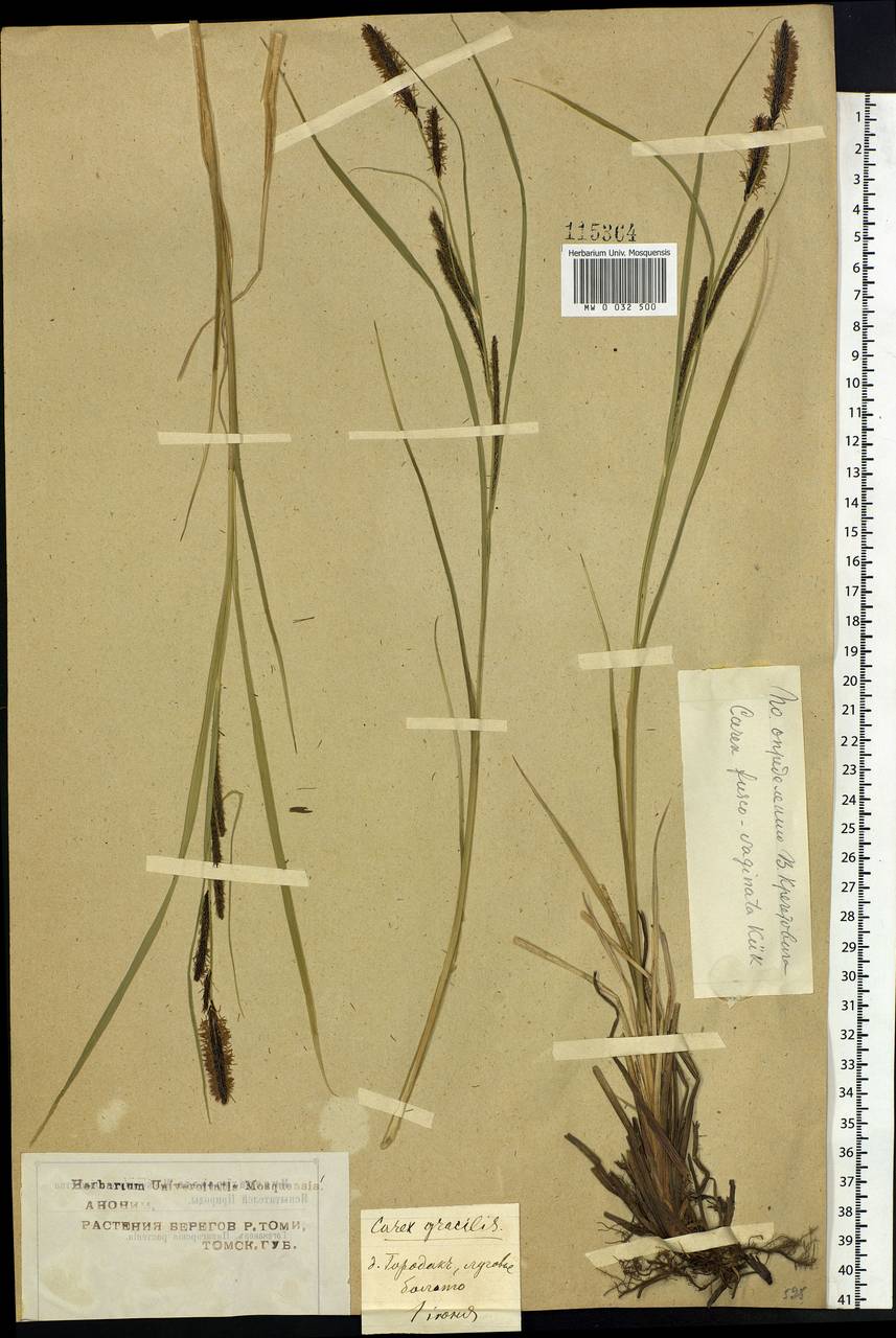Carex acuta L., Siberia, Western Siberia (S1) (Russia)