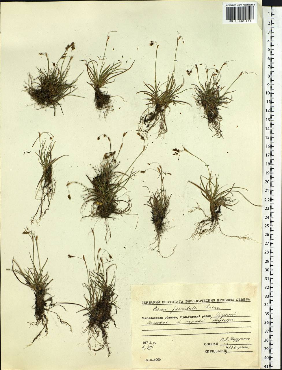 Carex capillaris subsp. fuscidula (V.I.Krecz. ex T.V.Egorova) Á.Löve & D.Löve, Siberia, Chukotka & Kamchatka (S7) (Russia)