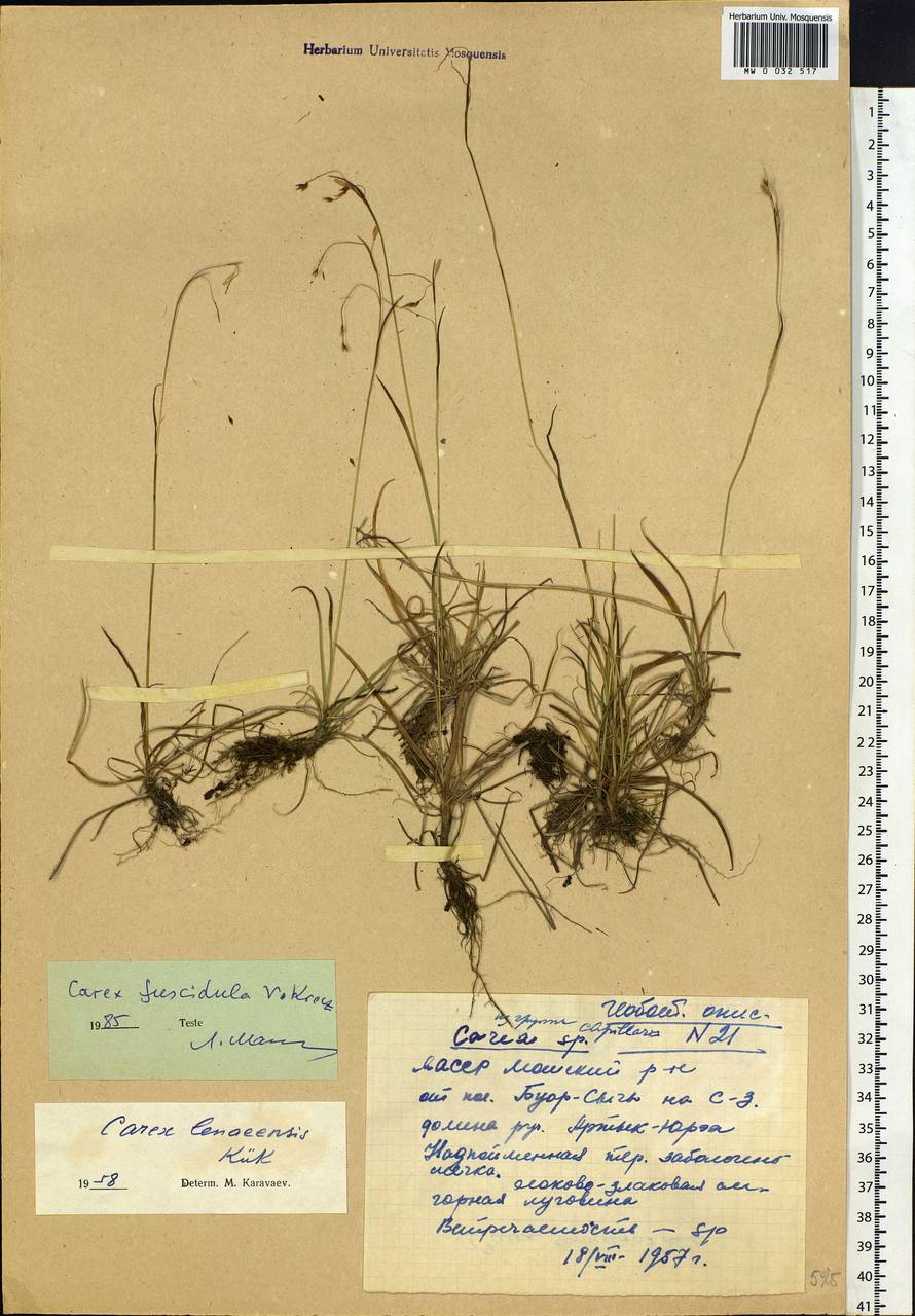 Carex capillaris subsp. fuscidula (V.I.Krecz. ex T.V.Egorova) Á.Löve & D.Löve, Siberia, Yakutia (S5) (Russia)