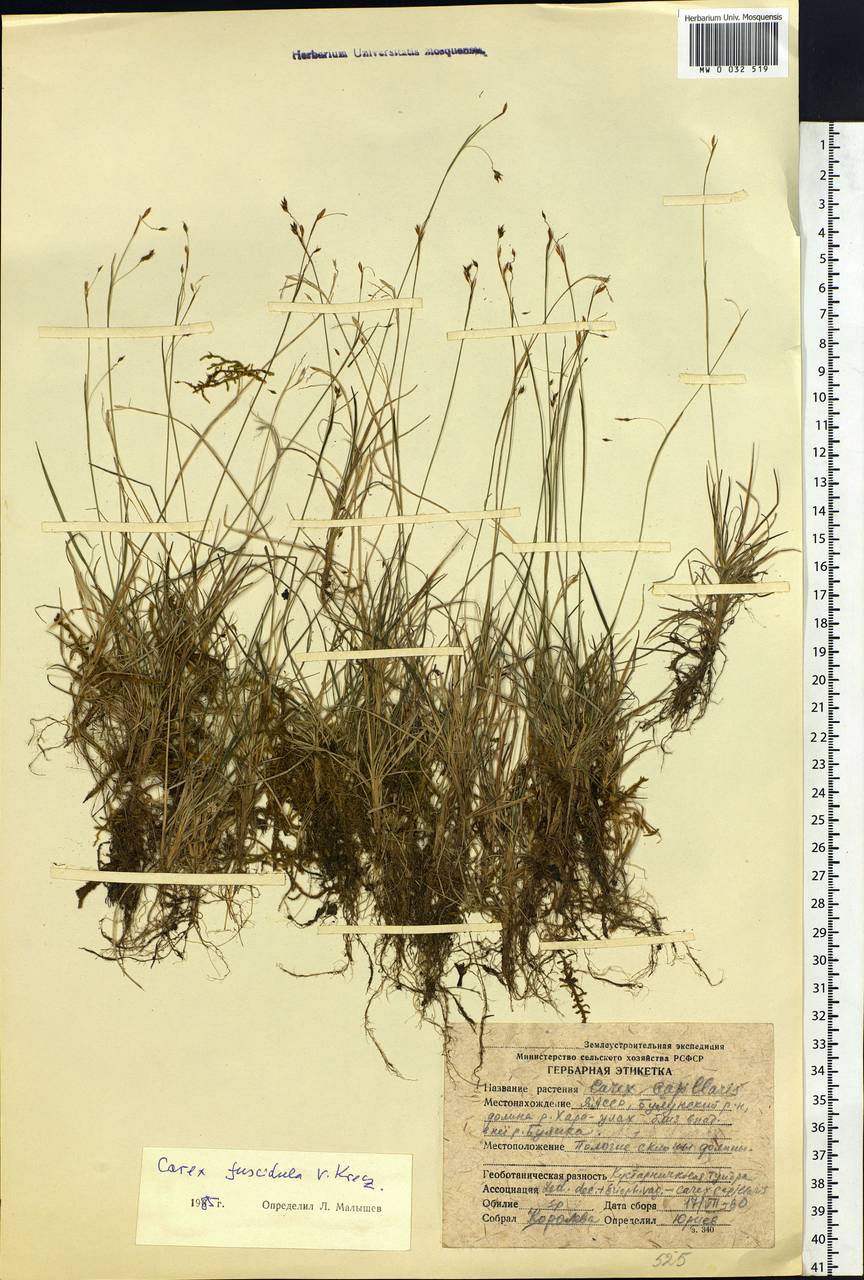 Carex capillaris subsp. fuscidula (V.I.Krecz. ex T.V.Egorova) Á.Löve & D.Löve, Siberia, Yakutia (S5) (Russia)