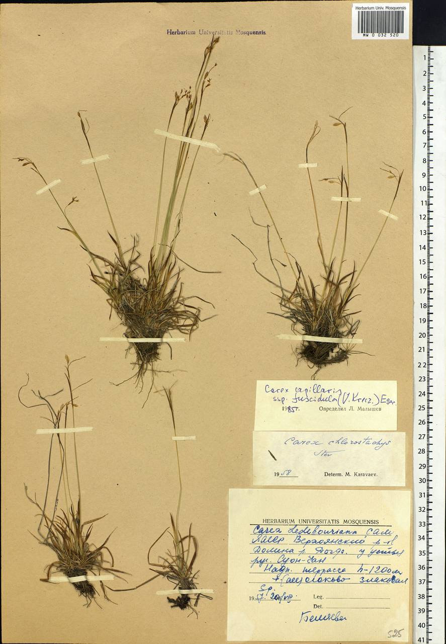 Carex capillaris subsp. fuscidula (V.I.Krecz. ex T.V.Egorova) Á.Löve & D.Löve, Siberia, Yakutia (S5) (Russia)