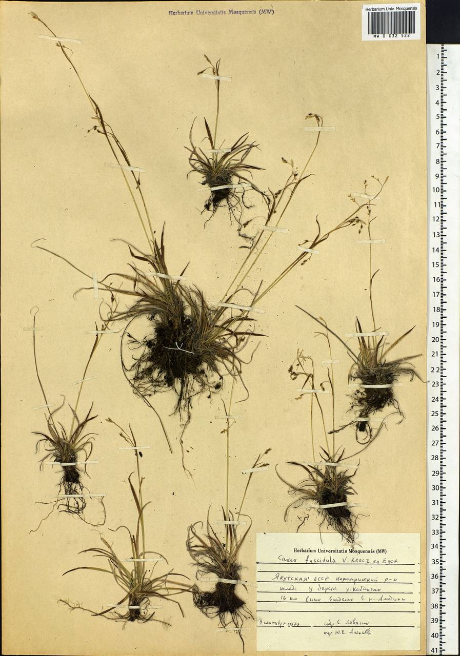 Carex capillaris subsp. fuscidula (V.I.Krecz. ex T.V.Egorova) Á.Löve & D.Löve, Siberia, Yakutia (S5) (Russia)
