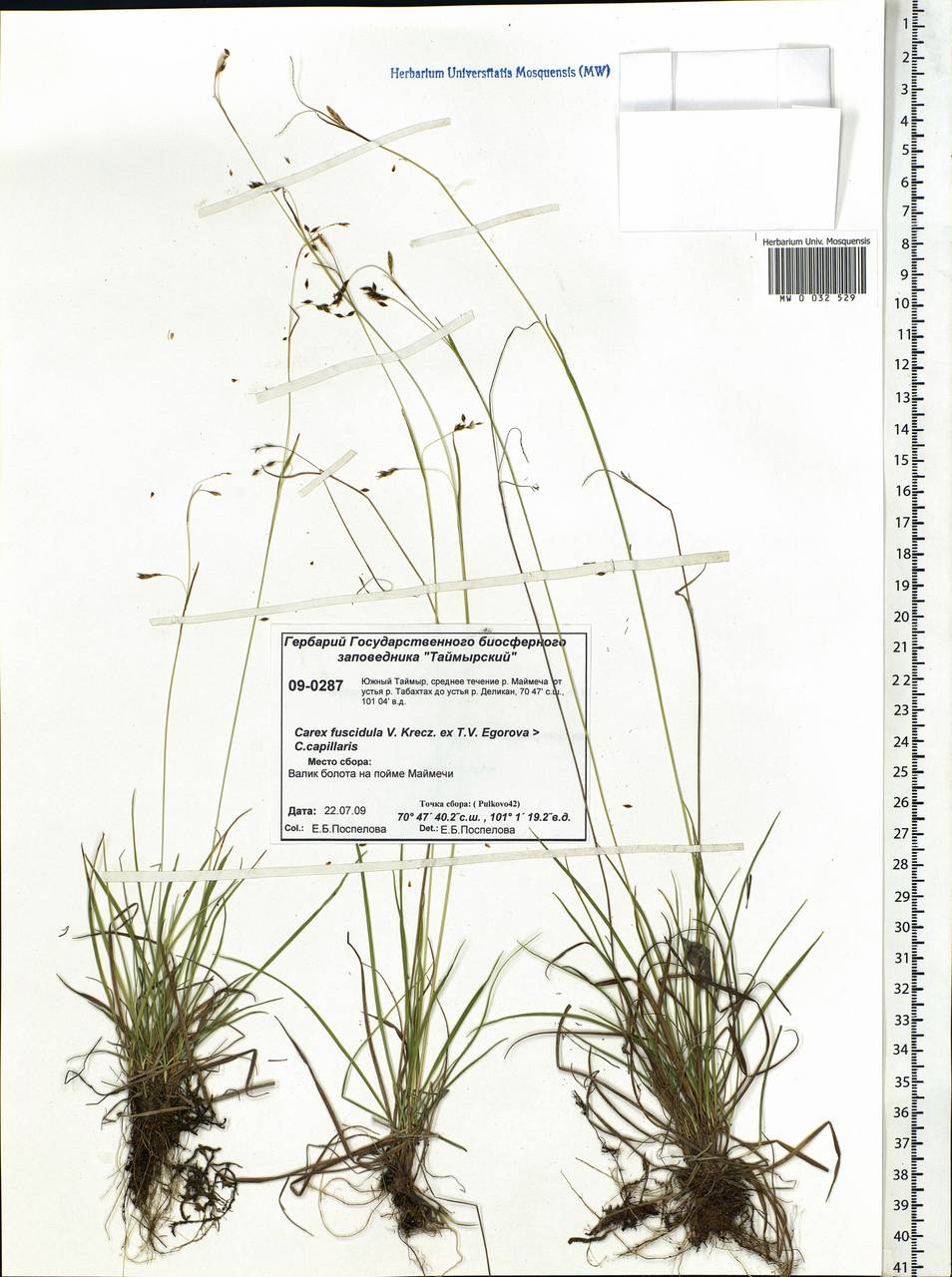 Carex capillaris subsp. fuscidula (V.I.Krecz. ex T.V.Egorova) Á.Löve & D.Löve, Siberia, Central Siberia (S3) (Russia)