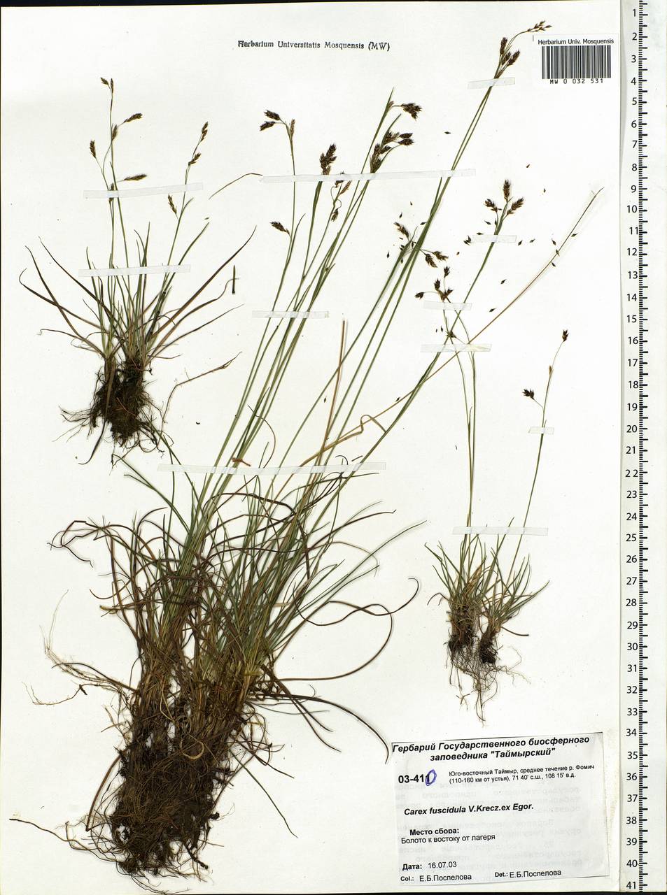 Carex capillaris subsp. fuscidula (V.I.Krecz. ex T.V.Egorova) Á.Löve & D.Löve, Siberia, Central Siberia (S3) (Russia)