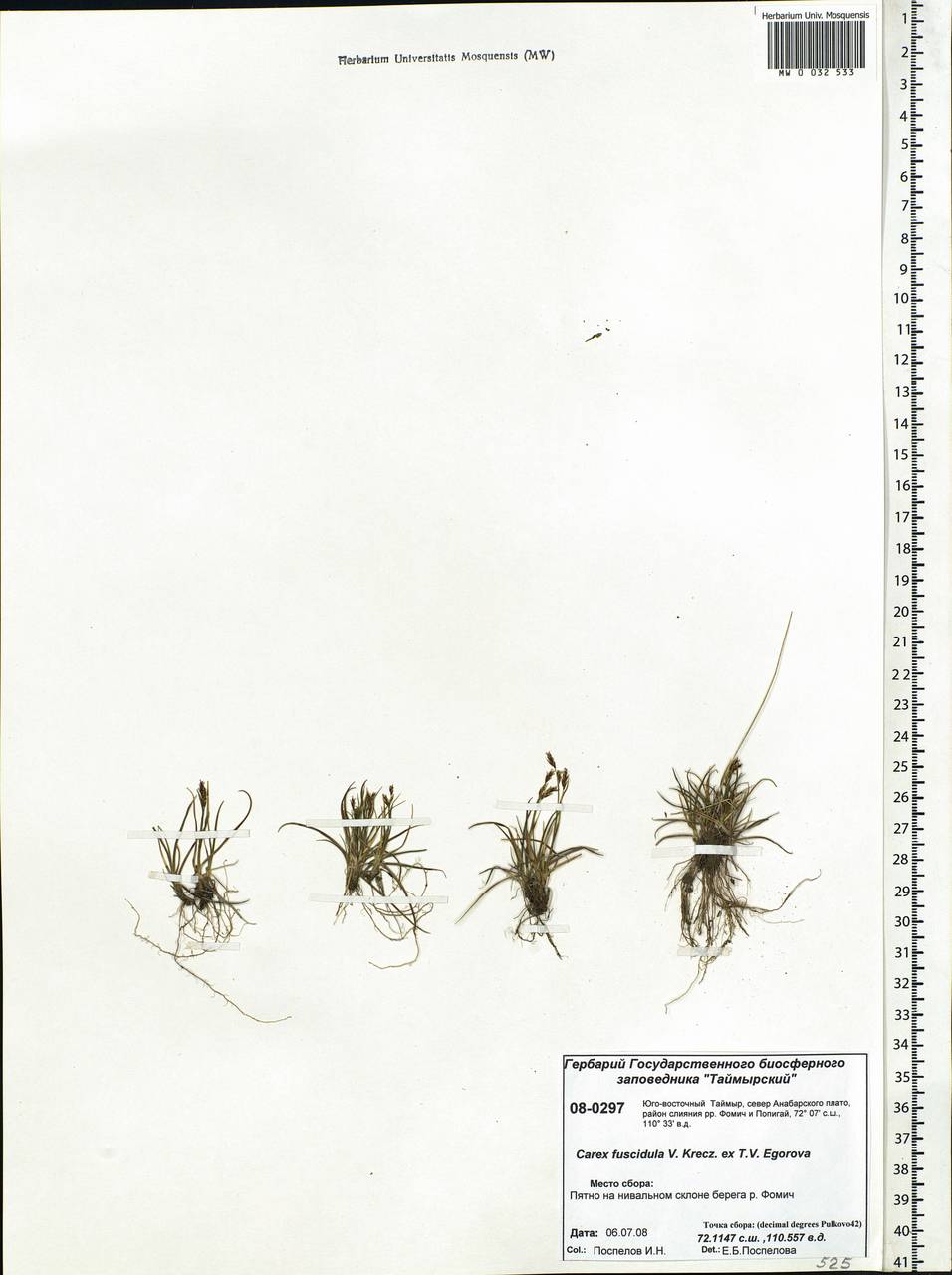 Carex capillaris subsp. fuscidula (V.I.Krecz. ex T.V.Egorova) Á.Löve & D.Löve, Siberia, Central Siberia (S3) (Russia)
