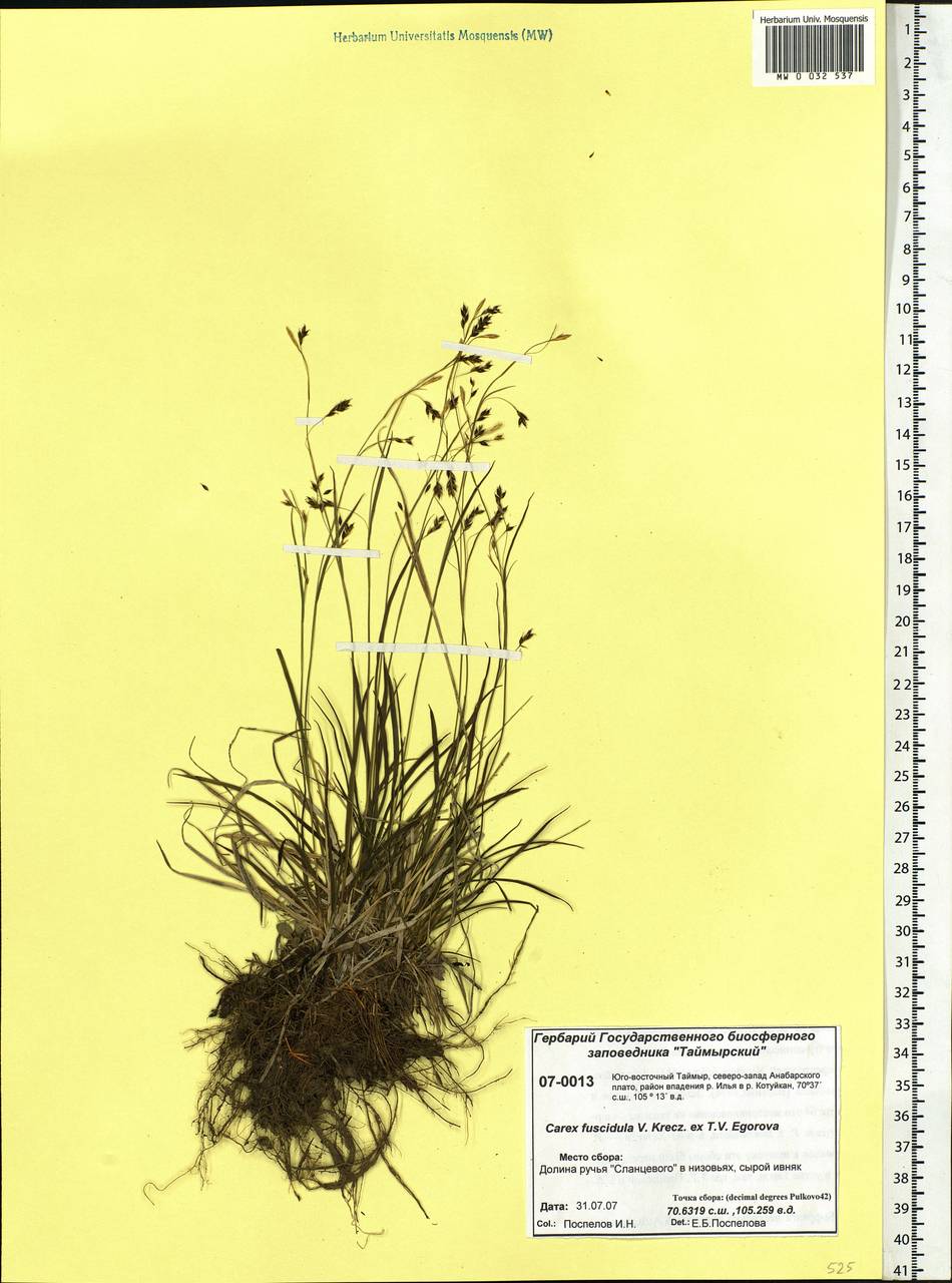 Carex capillaris subsp. fuscidula (V.I.Krecz. ex T.V.Egorova) Á.Löve & D.Löve, Siberia, Central Siberia (S3) (Russia)