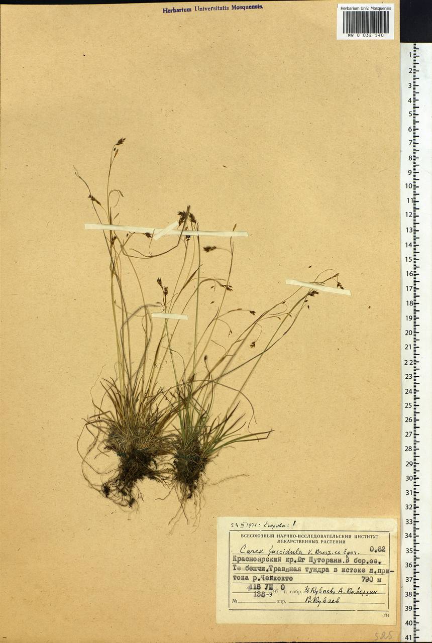 Carex capillaris subsp. fuscidula (V.I.Krecz. ex T.V.Egorova) Á.Löve & D.Löve, Siberia, Central Siberia (S3) (Russia)