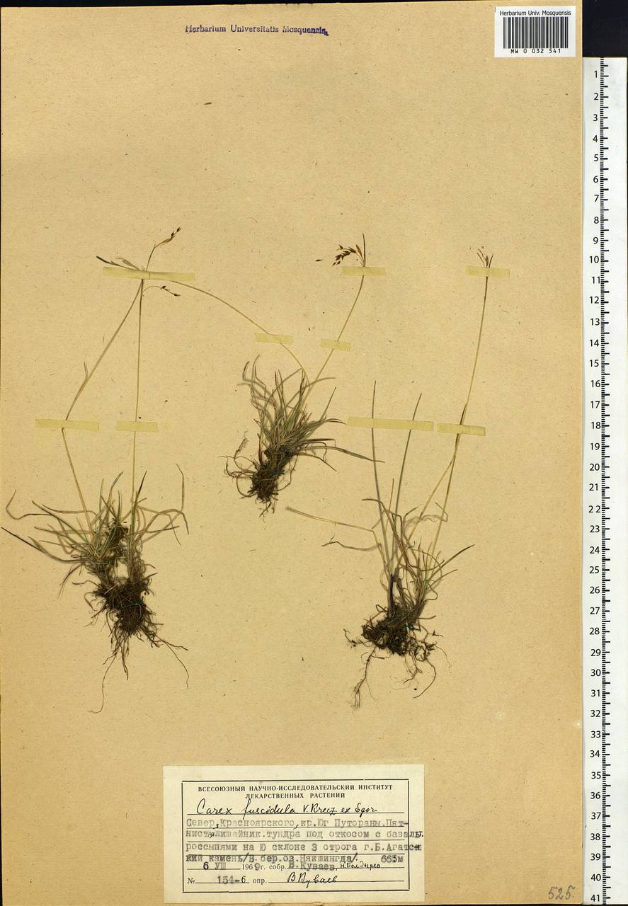 Carex capillaris subsp. fuscidula (V.I.Krecz. ex T.V.Egorova) Á.Löve & D.Löve, Siberia, Central Siberia (S3) (Russia)