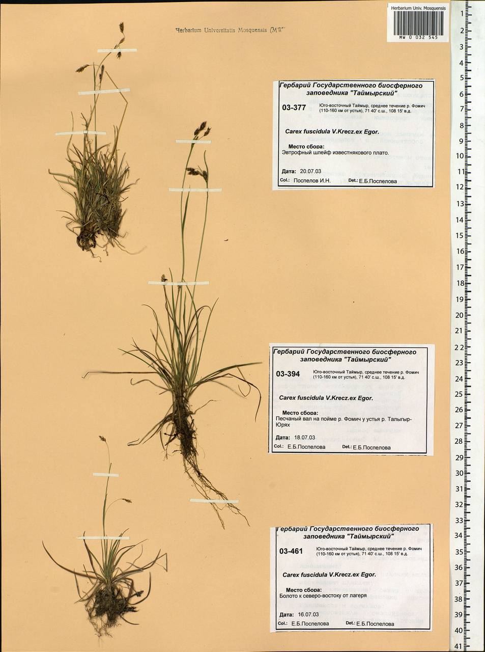 Carex capillaris subsp. fuscidula (V.I.Krecz. ex T.V.Egorova) Á.Löve & D.Löve, Siberia, Central Siberia (S3) (Russia)