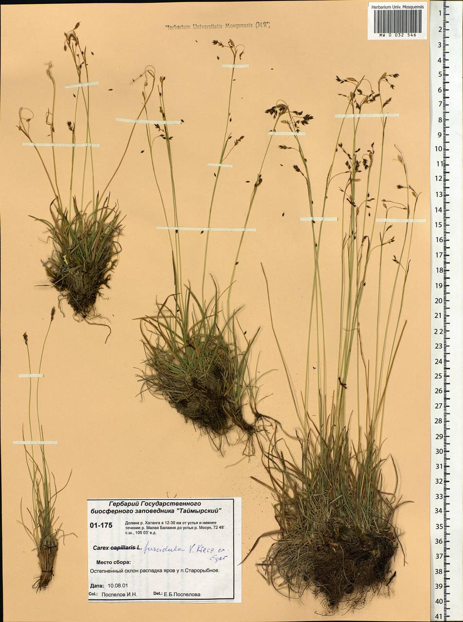 Carex capillaris subsp. fuscidula (V.I.Krecz. ex T.V.Egorova) Á.Löve & D.Löve, Siberia, Central Siberia (S3) (Russia)