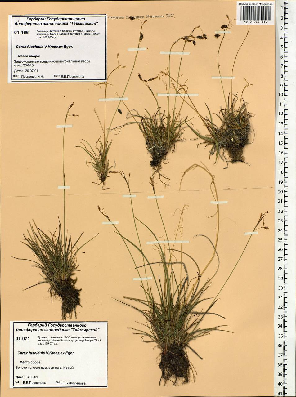 Carex capillaris subsp. fuscidula (V.I.Krecz. ex T.V.Egorova) Á.Löve & D.Löve, Siberia, Central Siberia (S3) (Russia)