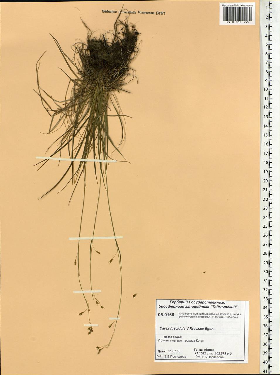 Carex capillaris subsp. fuscidula (V.I.Krecz. ex T.V.Egorova) Á.Löve & D.Löve, Siberia, Central Siberia (S3) (Russia)