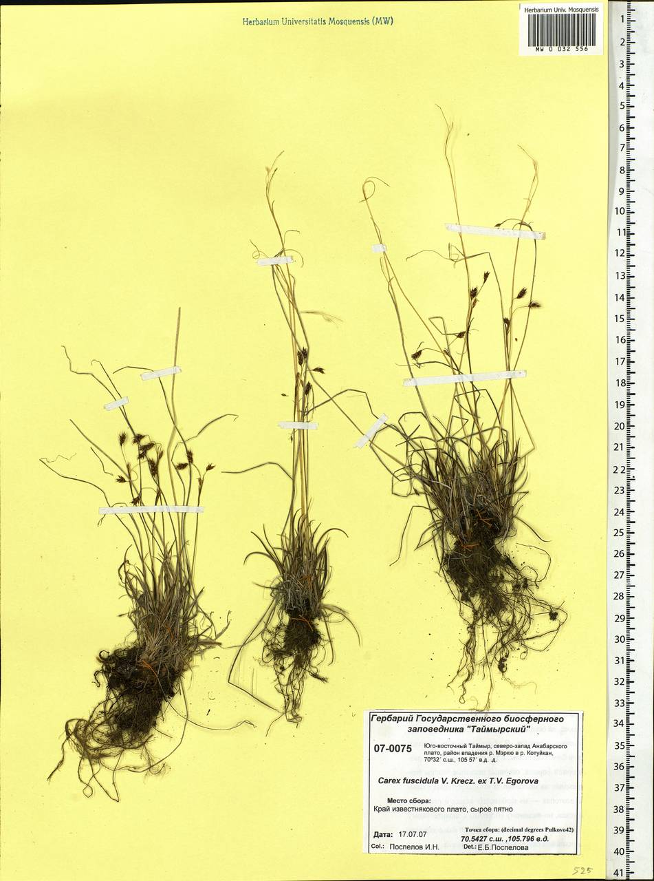Carex capillaris subsp. fuscidula (V.I.Krecz. ex T.V.Egorova) Á.Löve & D.Löve, Siberia, Central Siberia (S3) (Russia)