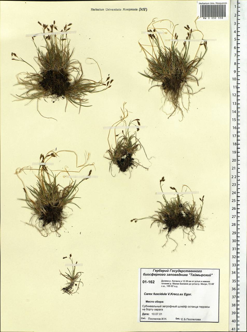 Carex capillaris subsp. fuscidula (V.I.Krecz. ex T.V.Egorova) Á.Löve & D.Löve, Siberia, Central Siberia (S3) (Russia)