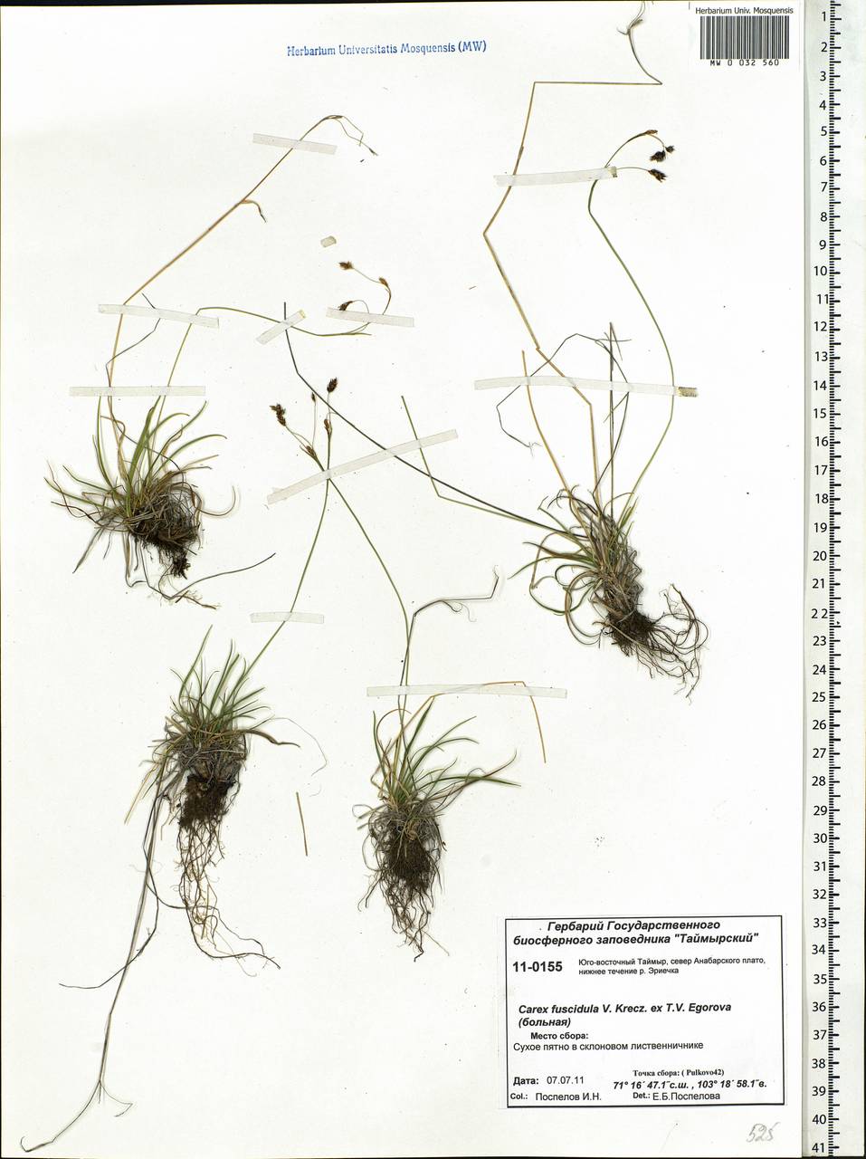 Carex capillaris subsp. fuscidula (V.I.Krecz. ex T.V.Egorova) Á.Löve & D.Löve, Siberia, Central Siberia (S3) (Russia)