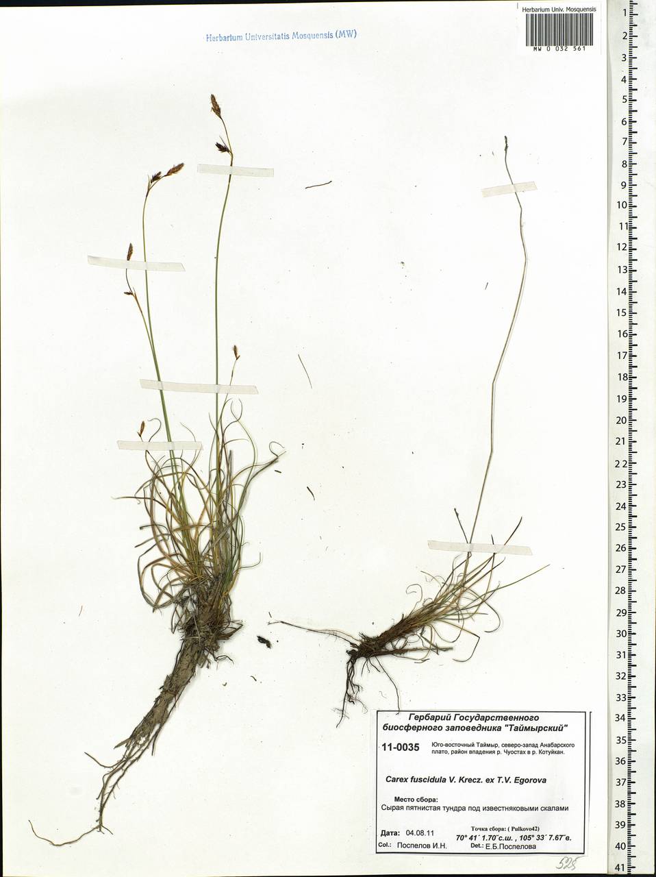 Carex capillaris subsp. fuscidula (V.I.Krecz. ex T.V.Egorova) Á.Löve & D.Löve, Siberia, Central Siberia (S3) (Russia)