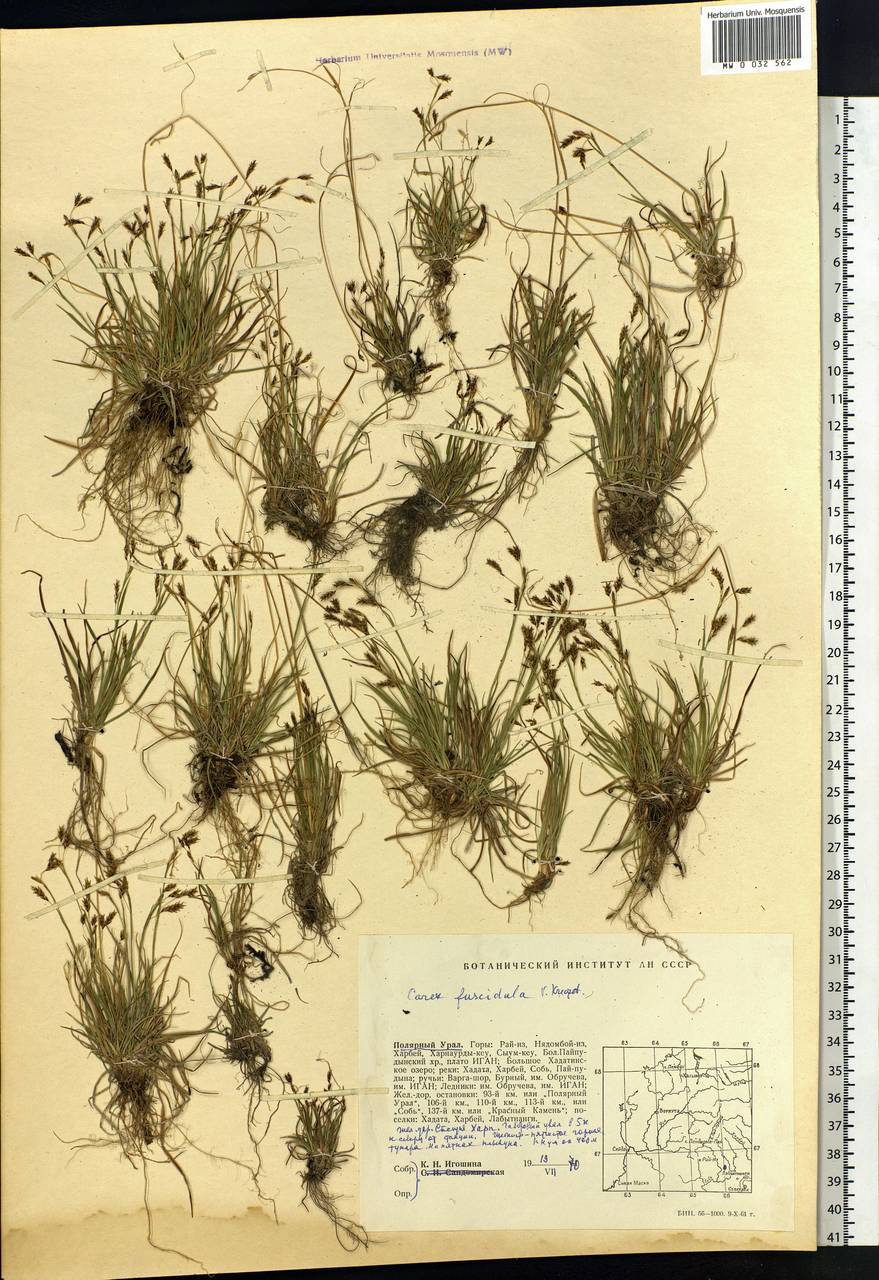 Carex capillaris subsp. fuscidula (V.I.Krecz. ex T.V.Egorova) Á.Löve & D.Löve, Siberia, Western Siberia (S1) (Russia)