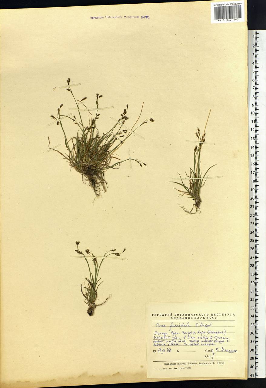 Carex capillaris subsp. fuscidula (V.I.Krecz. ex T.V.Egorova) Á.Löve & D.Löve, Siberia, Western Siberia (S1) (Russia)