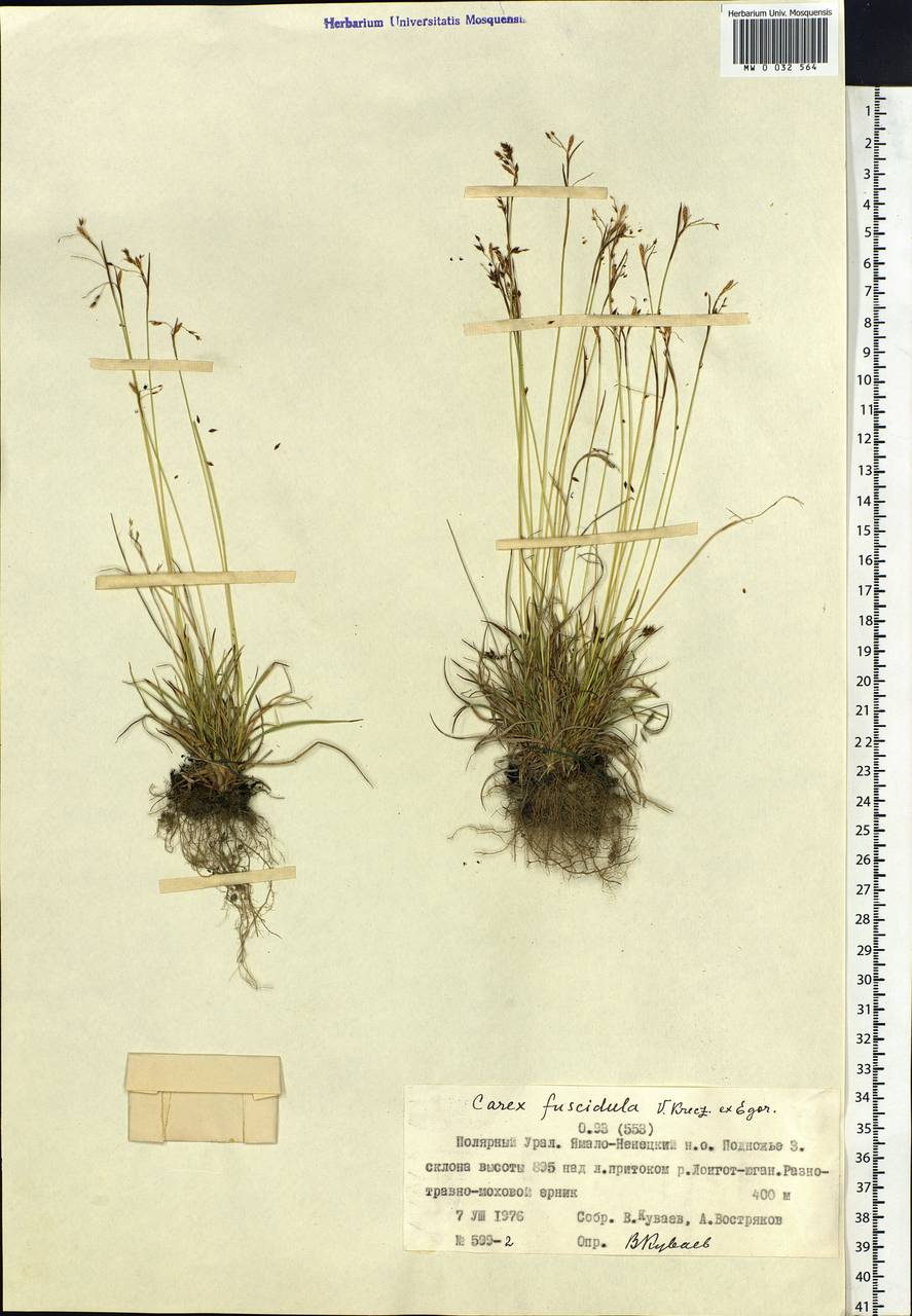 Carex capillaris subsp. fuscidula (V.I.Krecz. ex T.V.Egorova) Á.Löve & D.Löve, Siberia, Western Siberia (S1) (Russia)