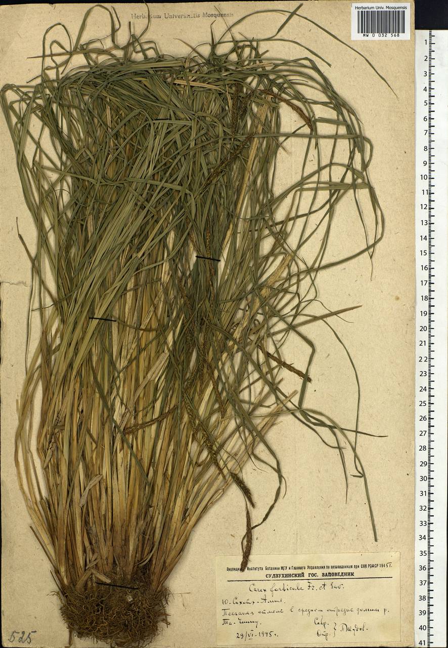 Carex forficula Franch. & Sav., Siberia, Russian Far East (S6) (Russia)