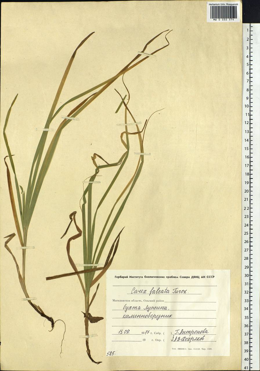 Carex vaginata var. petersii (C.A.Mey. ex F.Schmidt) Akiyama, Siberia, Chukotka & Kamchatka (S7) (Russia)