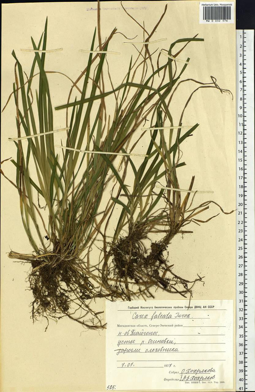 Carex vaginata var. petersii (C.A.Mey. ex F.Schmidt) Akiyama, Siberia, Chukotka & Kamchatka (S7) (Russia)