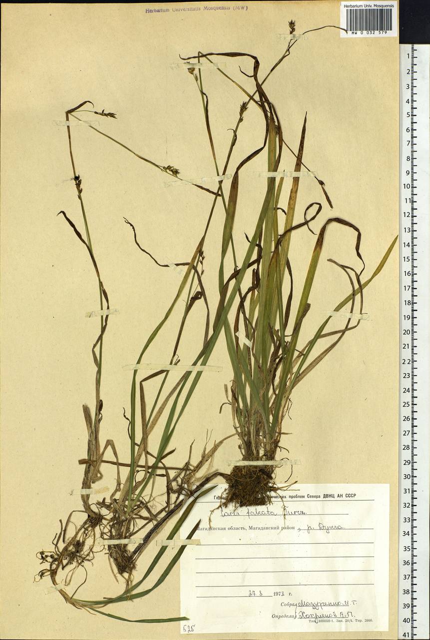 Carex vaginata var. petersii (C.A.Mey. ex F.Schmidt) Akiyama, Siberia, Chukotka & Kamchatka (S7) (Russia)