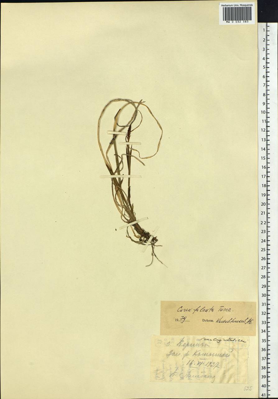 Carex vaginata var. petersii (C.A.Mey. ex F.Schmidt) Akiyama, Siberia, Chukotka & Kamchatka (S7) (Russia)
