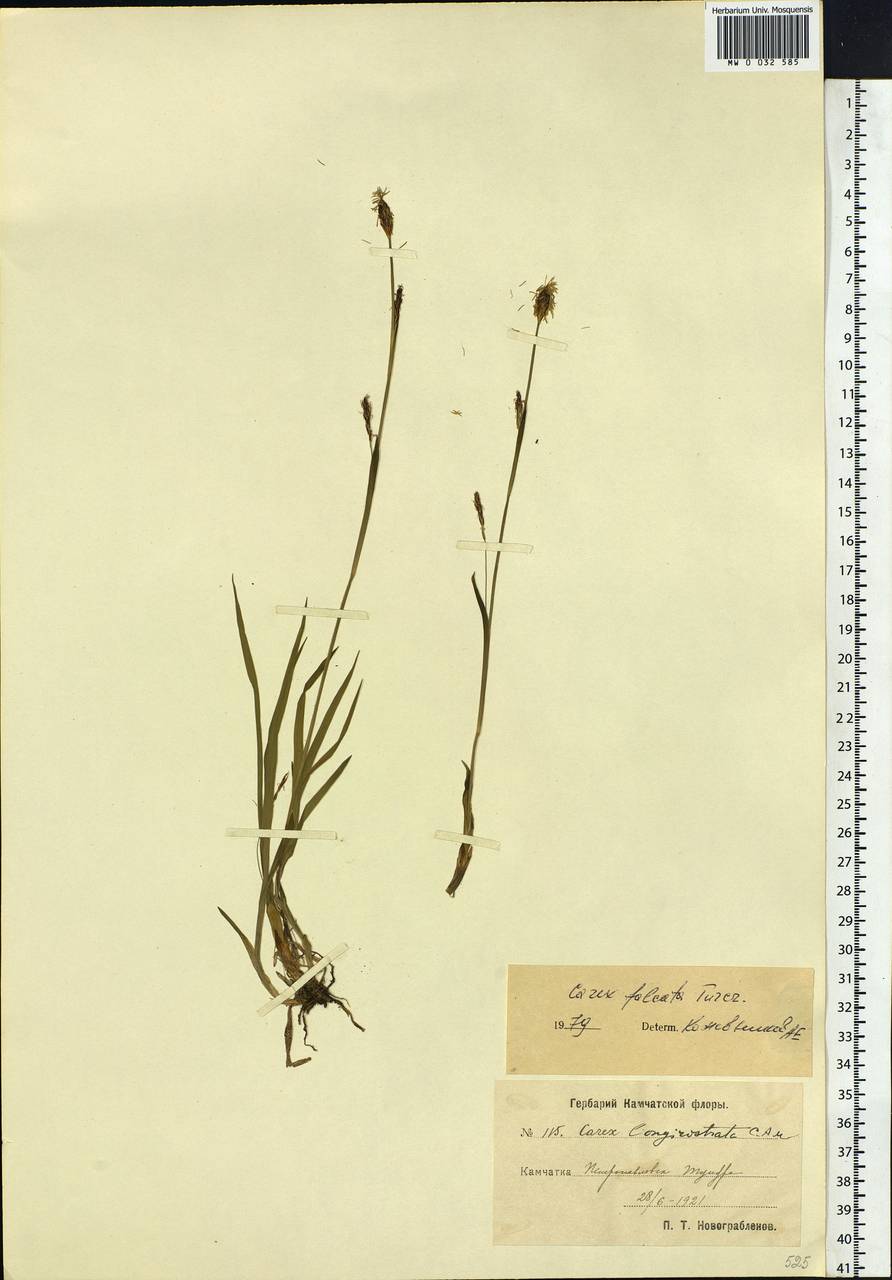 Carex vaginata var. petersii (C.A.Mey. ex F.Schmidt) Akiyama, Siberia, Chukotka & Kamchatka (S7) (Russia)