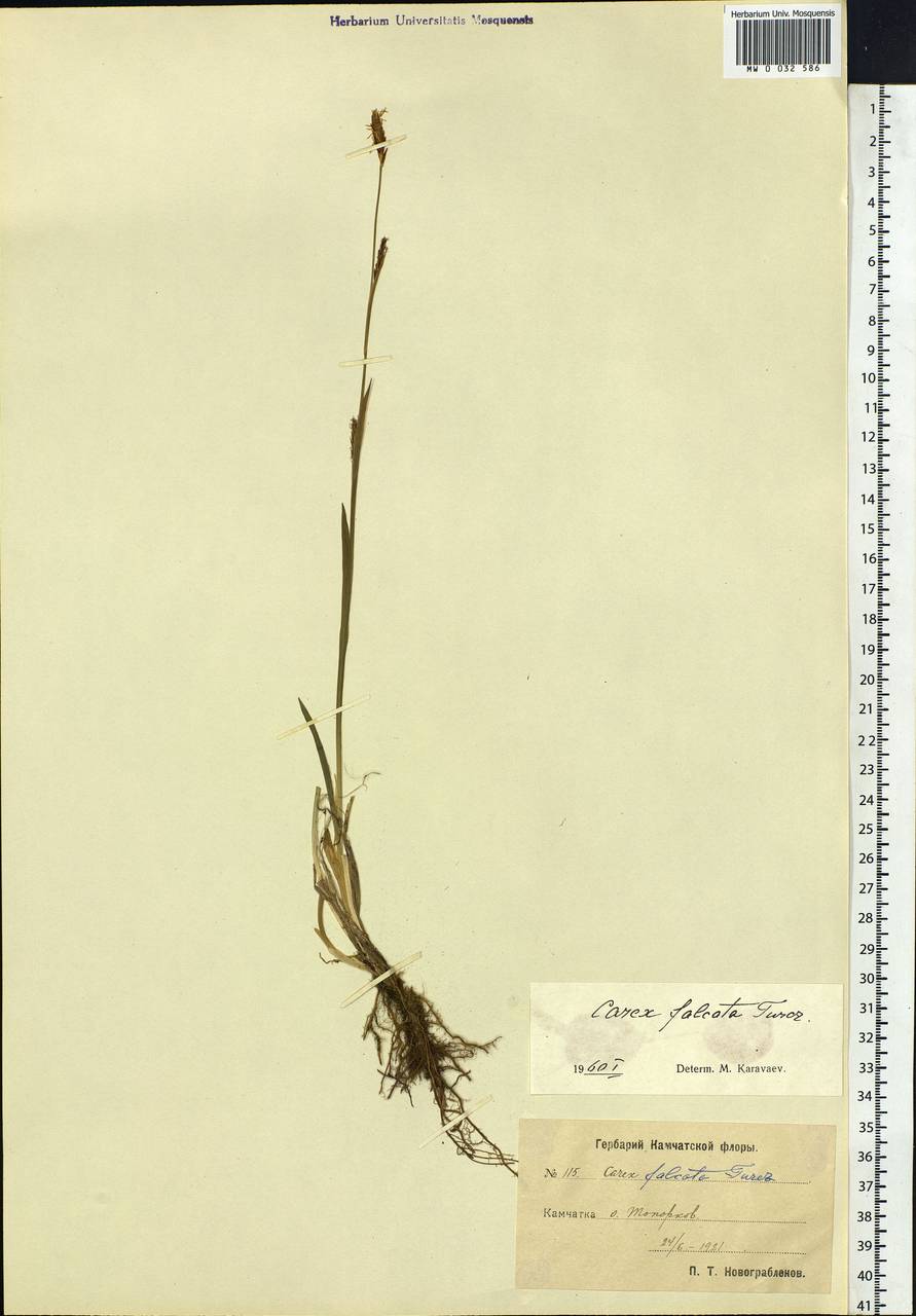 Carex vaginata var. petersii (C.A.Mey. ex F.Schmidt) Akiyama, Siberia, Chukotka & Kamchatka (S7) (Russia)