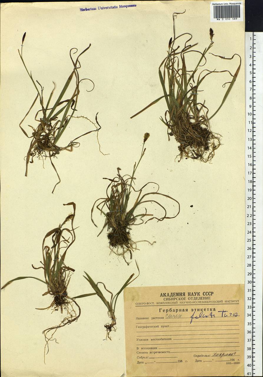 Carex vaginata var. petersii (C.A.Mey. ex F.Schmidt) Akiyama, Siberia, Chukotka & Kamchatka (S7) (Russia)