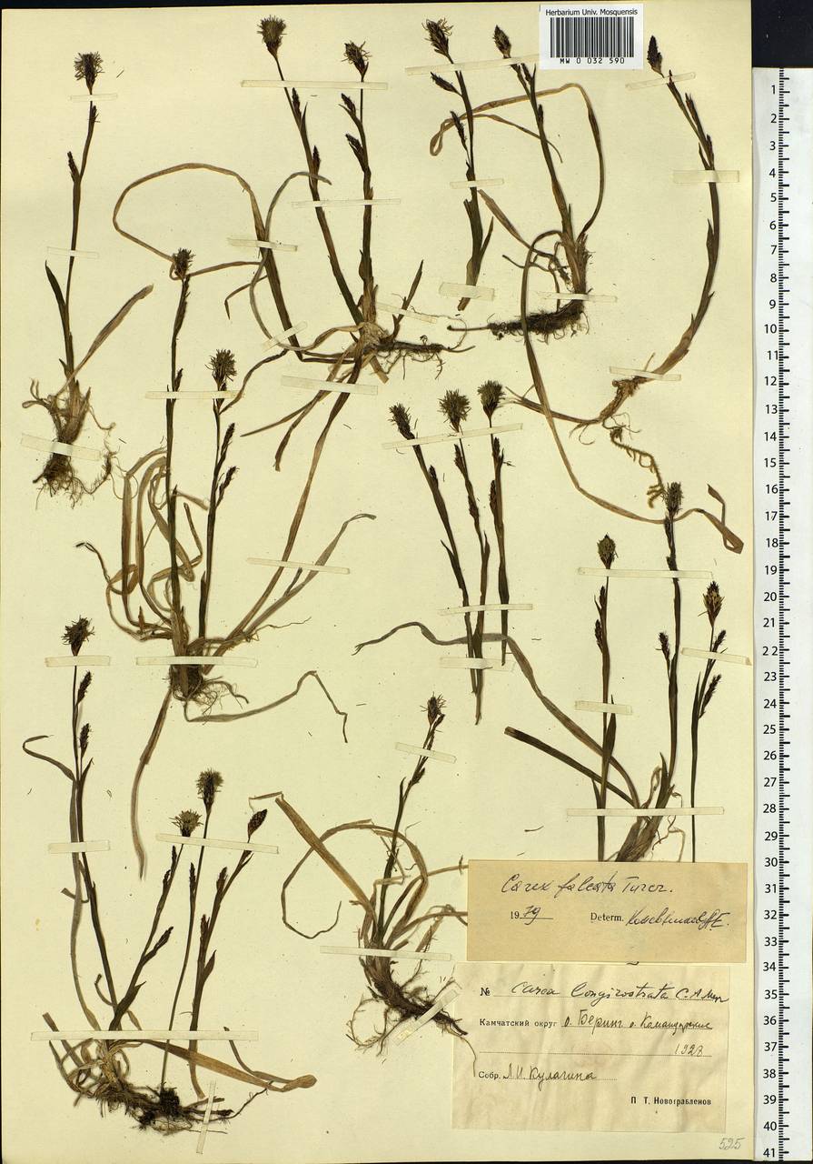 Carex vaginata var. petersii (C.A.Mey. ex F.Schmidt) Akiyama, Siberia, Chukotka & Kamchatka (S7) (Russia)