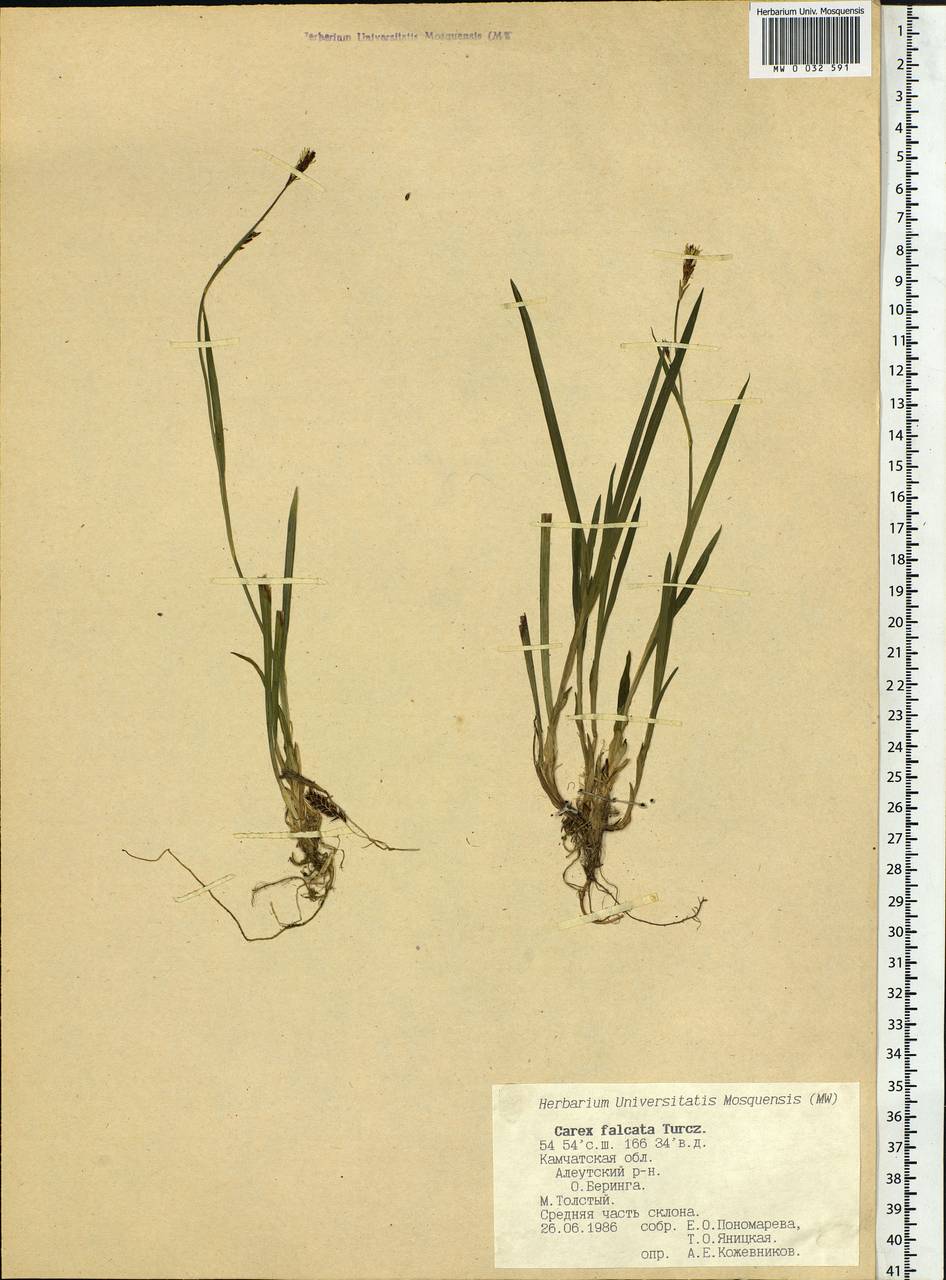 Carex vaginata var. petersii (C.A.Mey. ex F.Schmidt) Akiyama, Siberia, Chukotka & Kamchatka (S7) (Russia)