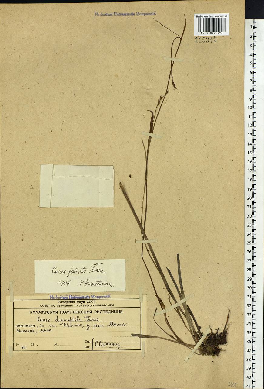 Carex vaginata var. petersii (C.A.Mey. ex F.Schmidt) Akiyama, Siberia, Chukotka & Kamchatka (S7) (Russia)