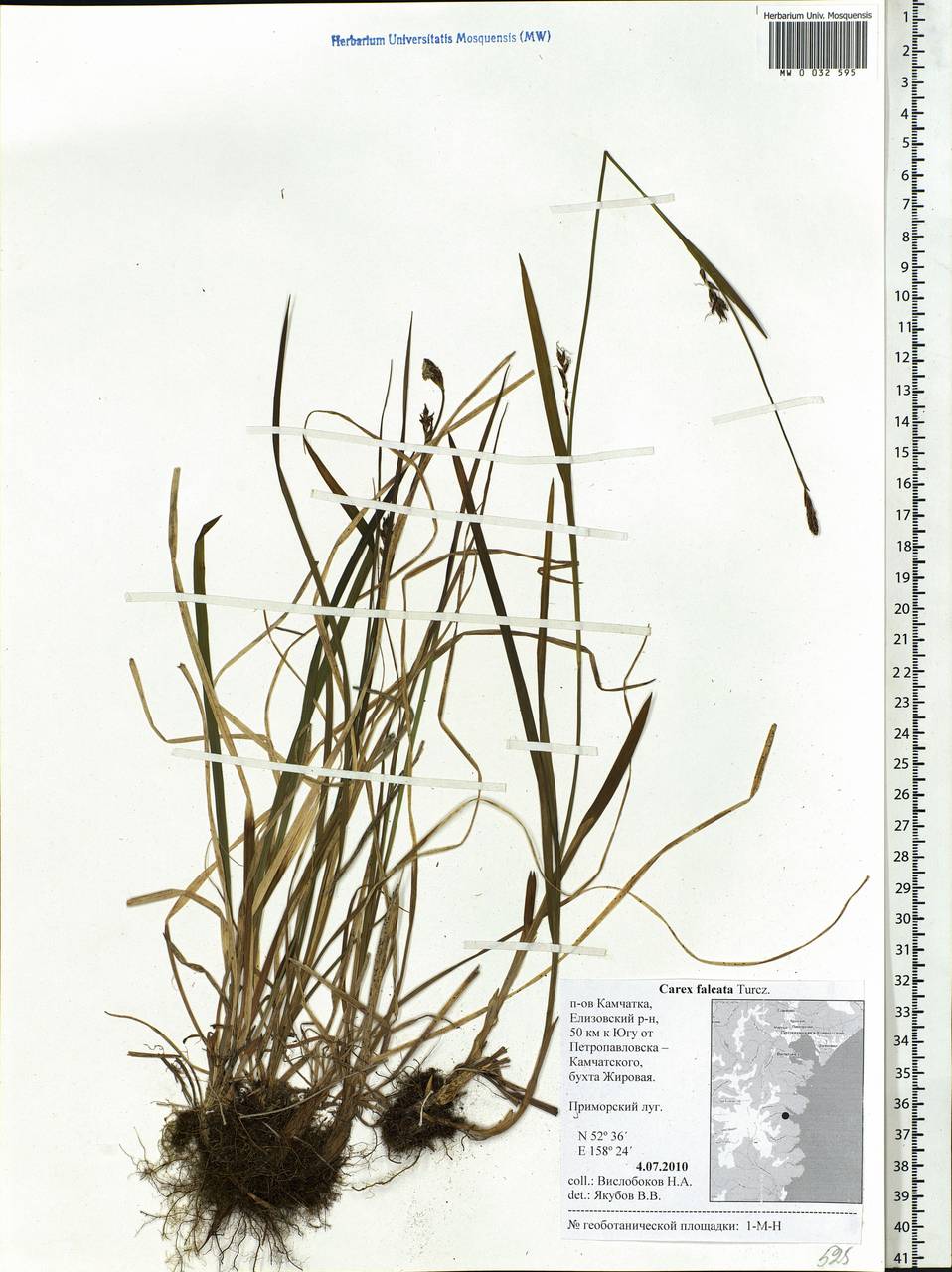 Carex vaginata var. petersii (C.A.Mey. ex F.Schmidt) Akiyama, Siberia, Chukotka & Kamchatka (S7) (Russia)