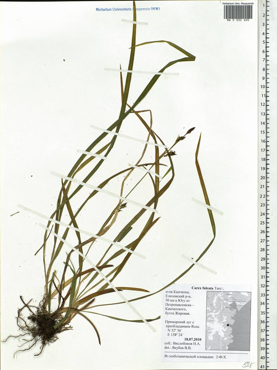 Carex vaginata var. petersii (C.A.Mey. ex F.Schmidt) Akiyama, Siberia, Chukotka & Kamchatka (S7) (Russia)