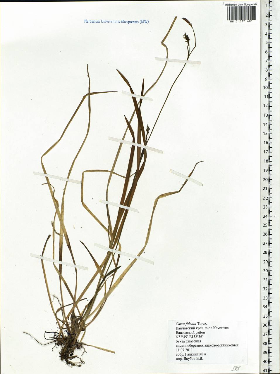 Carex vaginata var. petersii (C.A.Mey. ex F.Schmidt) Akiyama, Siberia, Chukotka & Kamchatka (S7) (Russia)